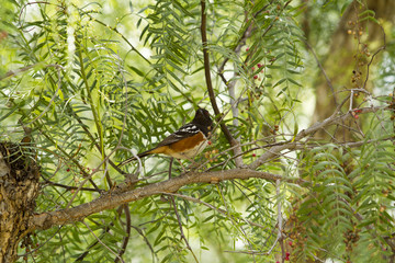 Brown and Black Towhee