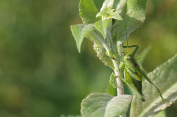 Green grasshopper (Tettigonia viridissima) sits on a leaf