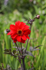 fiore rosso