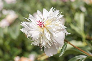 fiore bianco