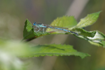 Common Blue Damselfly (Enallagma cyathigerum) sits on a leaf
