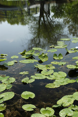 Lily Pads in Lake, reflection of trees and bridge visible. Taken in Cox Arboretum in Dayton, Ohio