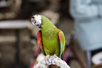 Obraz premium Green Parrot perched on a Cage