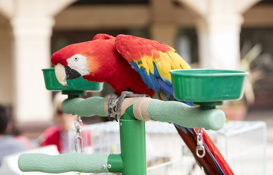 Scarlet Macaw perched at a local plaza
