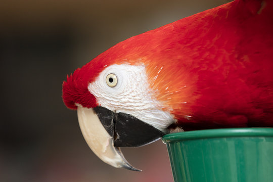 Scarlet Macaw perched at a local plaza