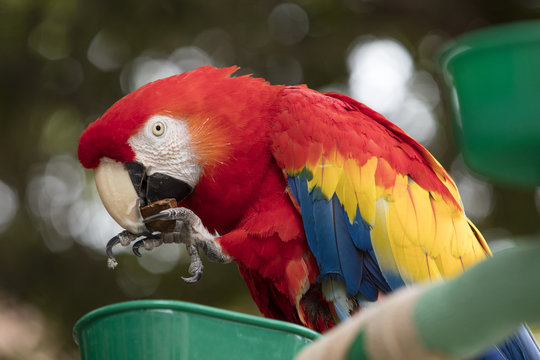 Scarlet Macaw perched at a local plaza