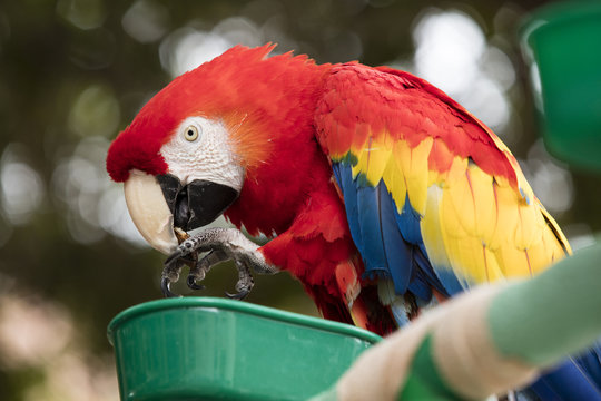 Scarlet Macaw perched at a local plaza
