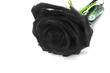 Black rose