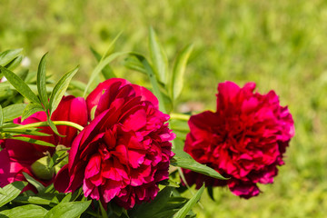 red peonies
