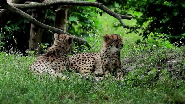 pair of cheetahs resting in the grass