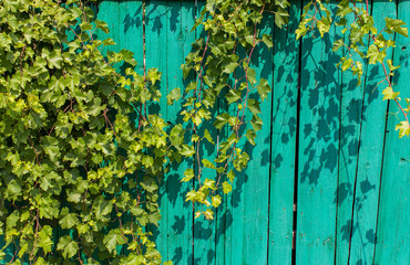 Vine on a background of an old fence