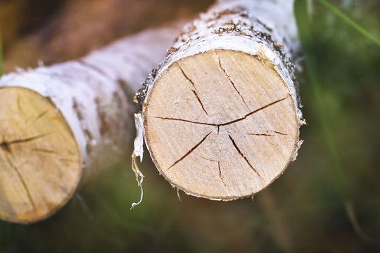 cut a young tree