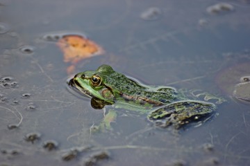 Schwimmender Teichfrosch (Pelophylax esculentus)
