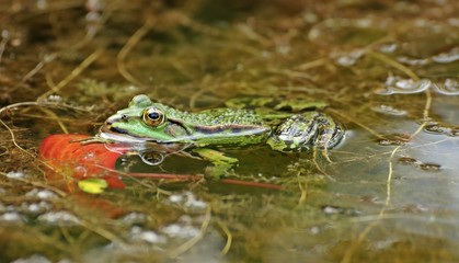 Schwimmender Teichfrosch (Pelophylax esculentus)
