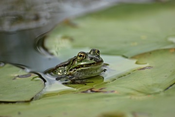 Teichfrosch (Pelophylax esculentus) zwischen Seerosenblättern