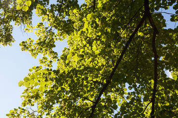Leaf on a sunny day. Sun shining through the leaves. Bright sun.