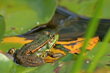 Teichfrosch (Pelophylax esculentus) auf Seerosenblättern