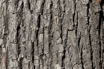 Wood texture. Close-up. Cracks on a tree trunk.