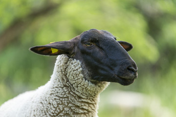 Naklejka premium Schwarzkopfschafe auf der Weide
