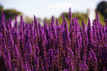 Field of purple flowers