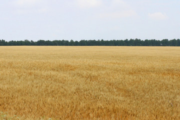 Wheat field
