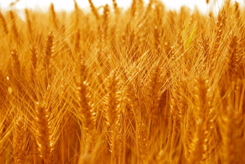 Close up of ripe wheat ears