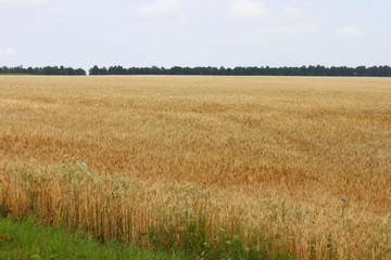 Ripe wheat in the field
