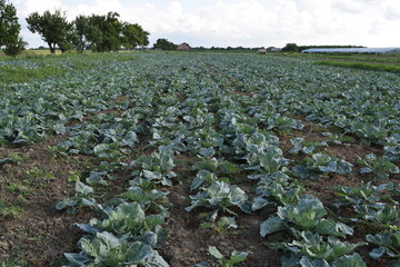 Cabbage field