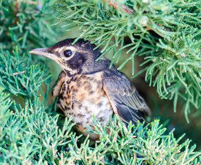 Baby Robin leaving nest.