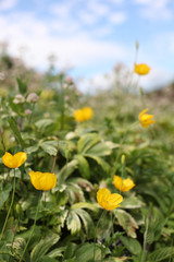 fiori gialli e rossi