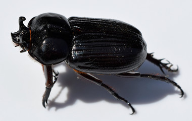 Triceratops beetle in Mississippi © fredlyfish4