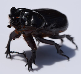 Triceratops beetle in Mississippi © fredlyfish4