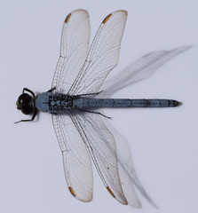 Blue dragonfly in Mississippi