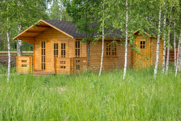 small wooden summerhouse among young birches