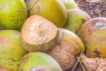 Group of green coconuts