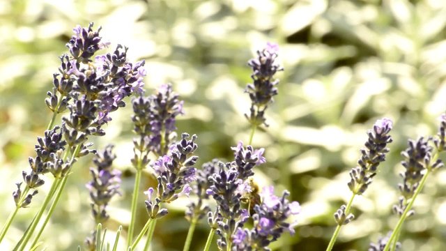 Lavendel, Heil-und Parf&uuml;mpflanze mit Bl&uuml;te