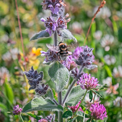 bee pollinating flowers 