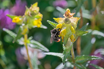 bee pollinating a yellow flower 