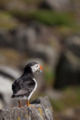 A puffin with a mouthful of fish
