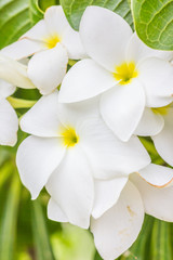 purity of white Plumeria or Frangipani flowers. blossom of tropical tree