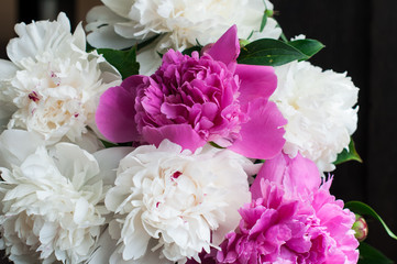 white and pink peonies on wooden background
