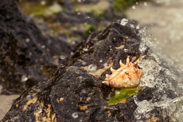 Shell on the reef