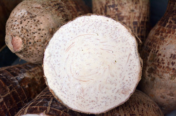 Across section of cassava