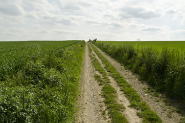 dirt road between fields
