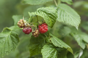raspberry fruits