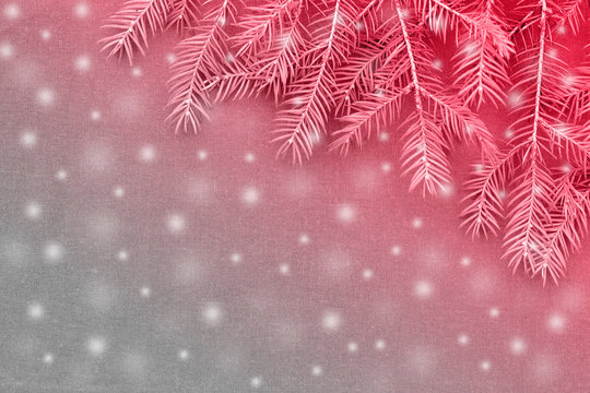 New Christmas background with real pine tree branches