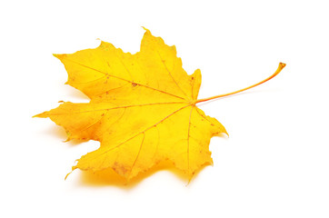 autumn maple leaf isolated on white background