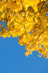 Autumn leaves with the blue sky background