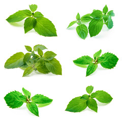 Fresh mint isolated on white. Collection