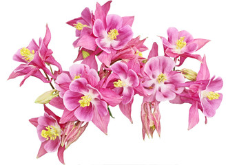 Fototapeta na wymiar Pink Columbine Flower